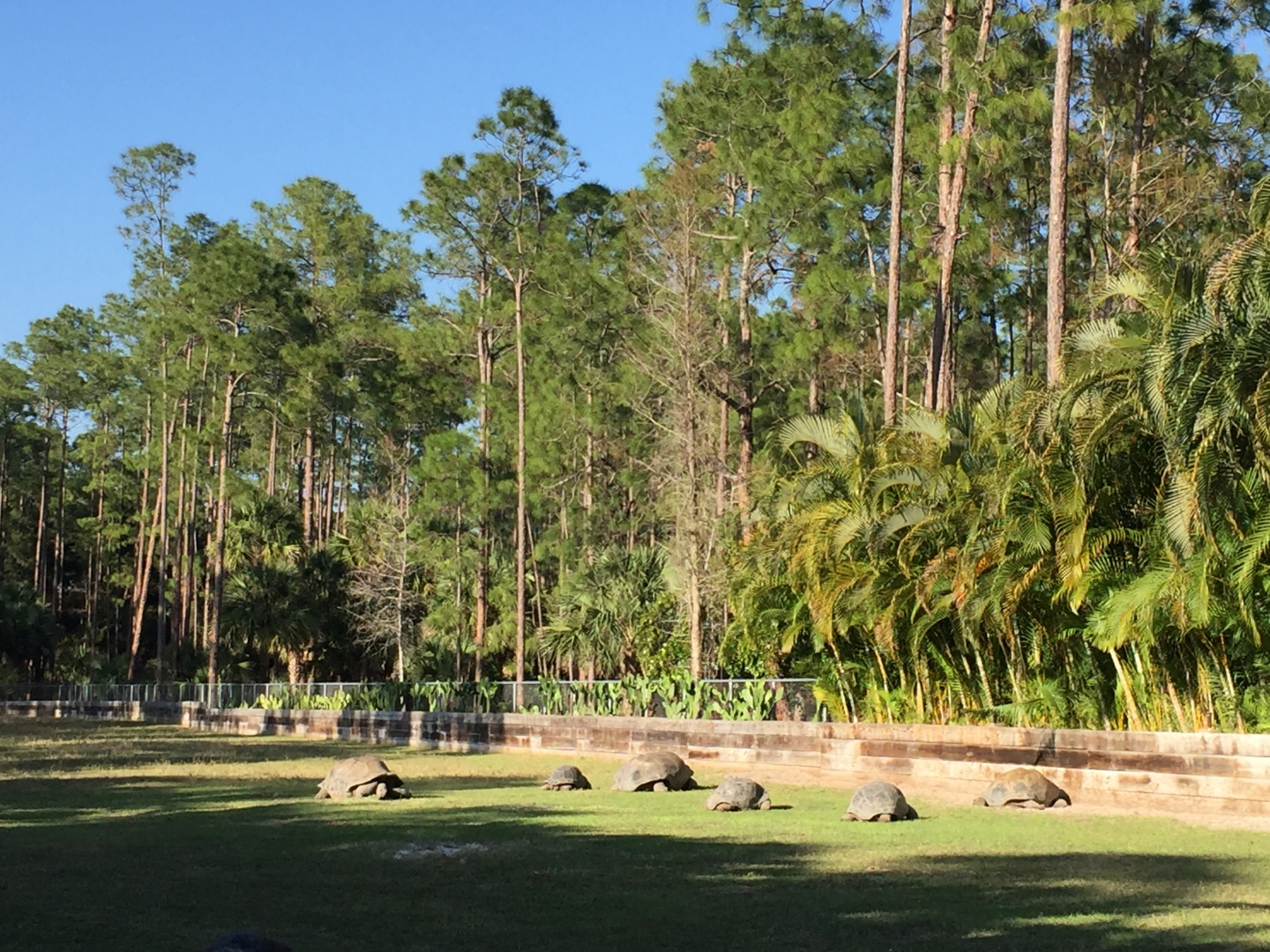 Aldabra Breeders