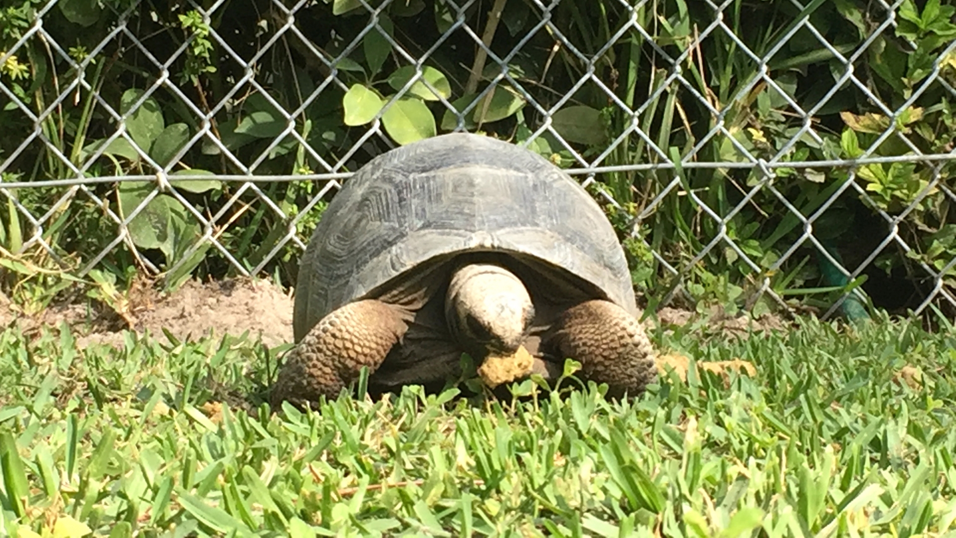 Aldabra Breeders