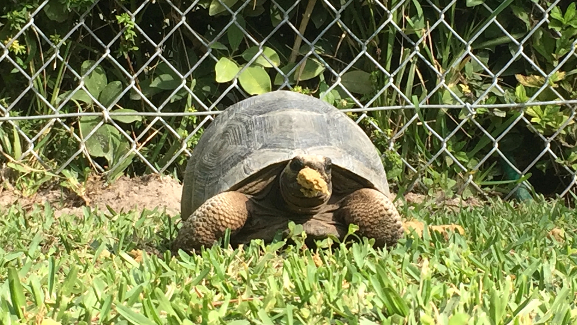 Aldabra Breeders