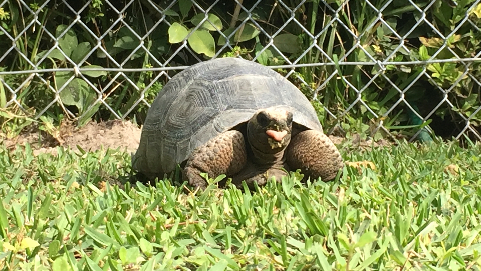 Aldabra Breeders