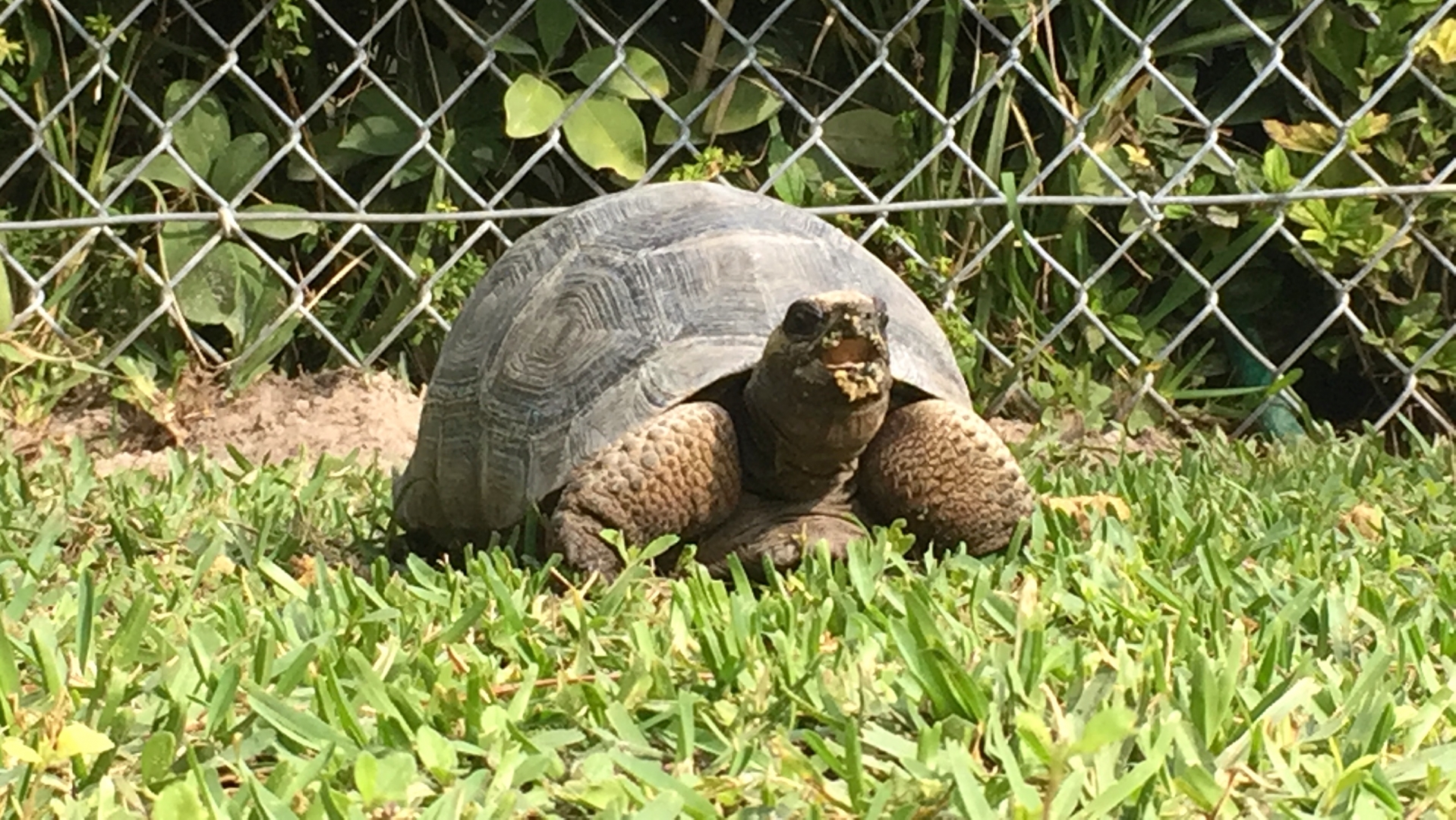 Aldabra Breeders
