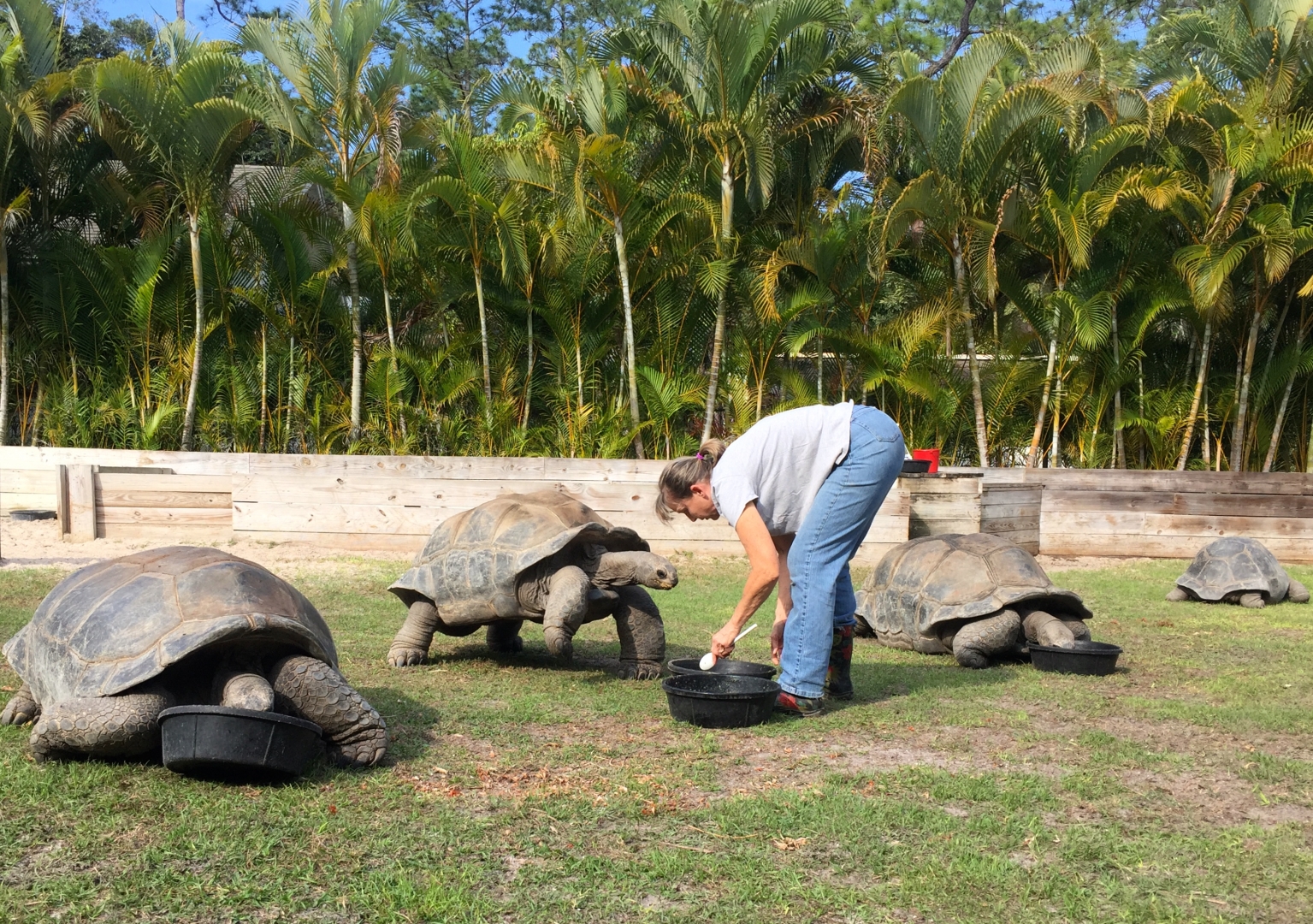 Aldabra Breeders