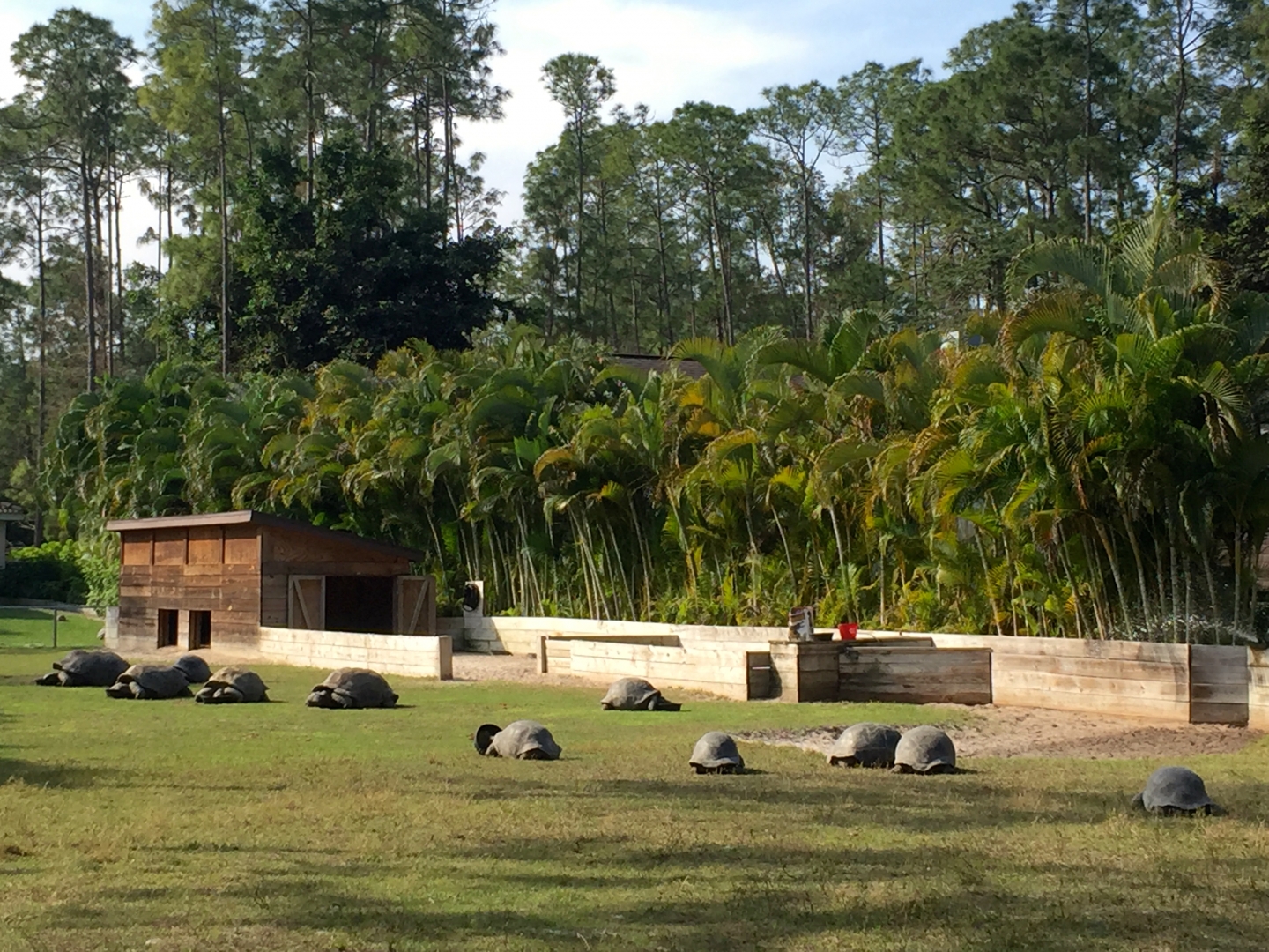 Aldabra Breeders