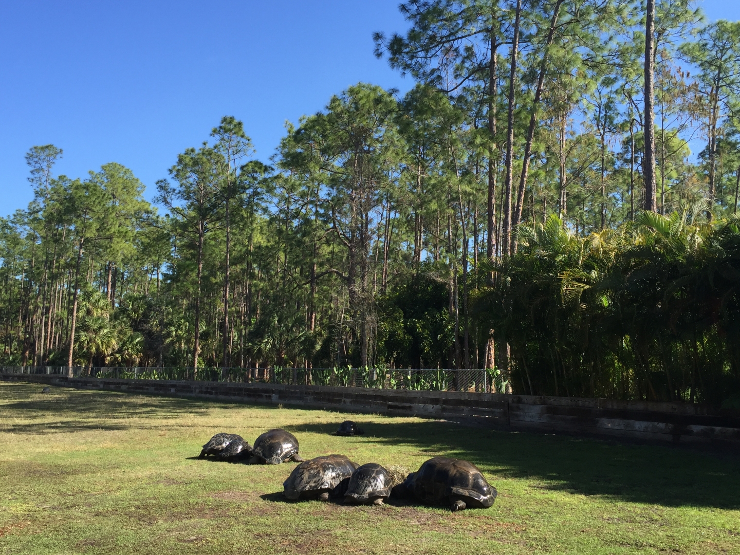Aldabra Breeders