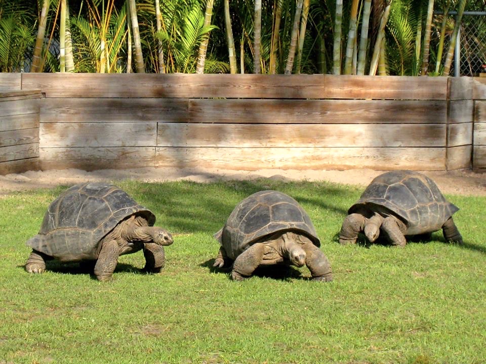 Aldabra Breeders