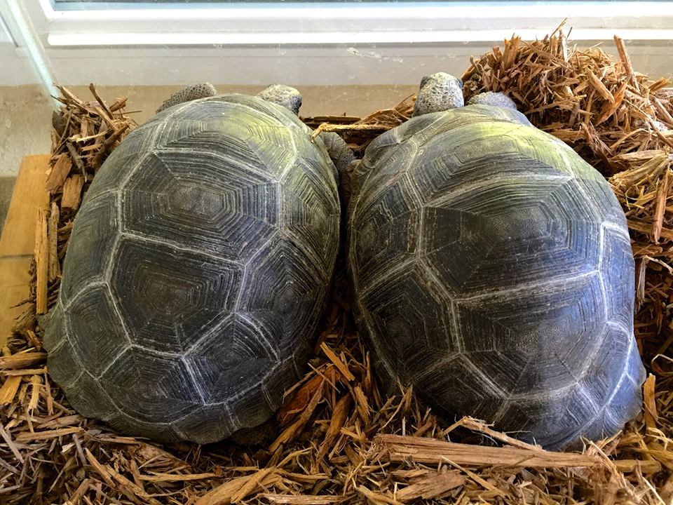 Aldabra Breeders