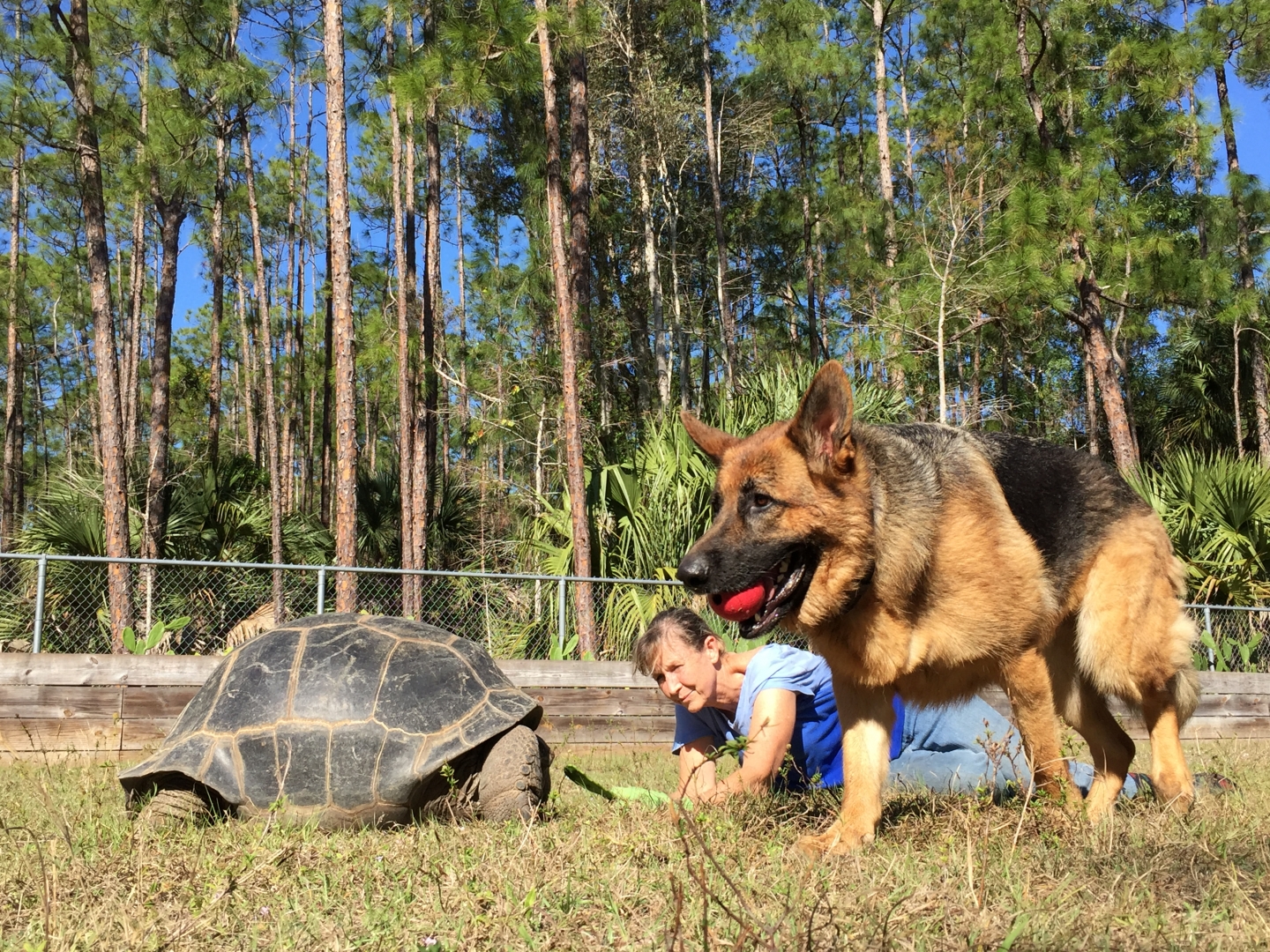 Aldabra Breeders