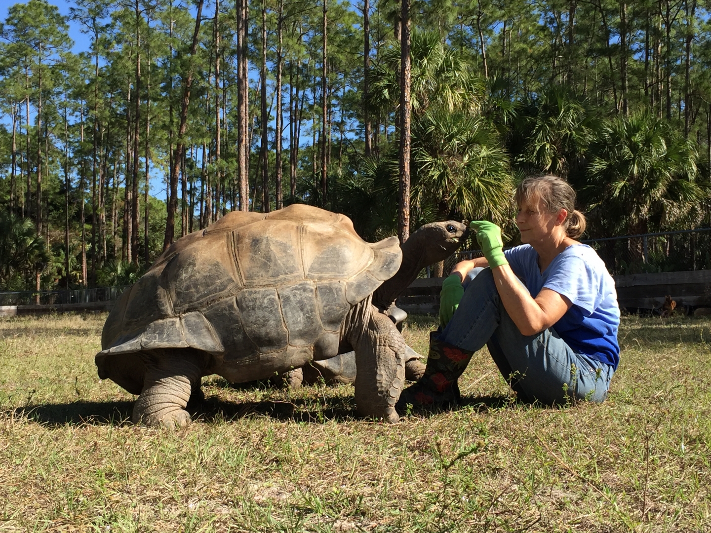 Aldabra Breeders