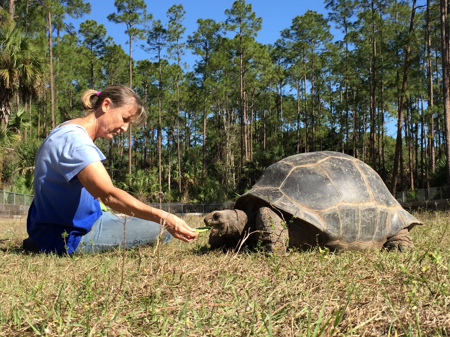 Aldabra Breeders