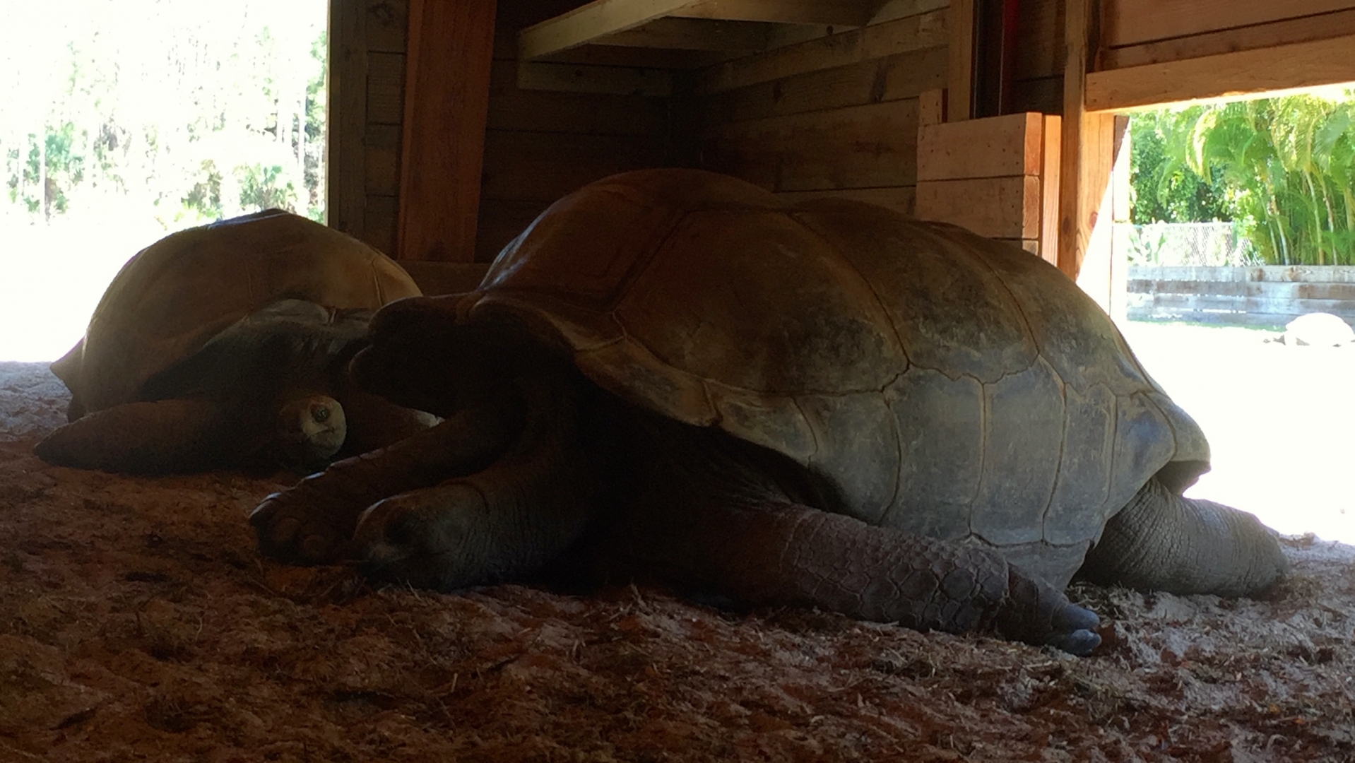 Aldabra Breeders