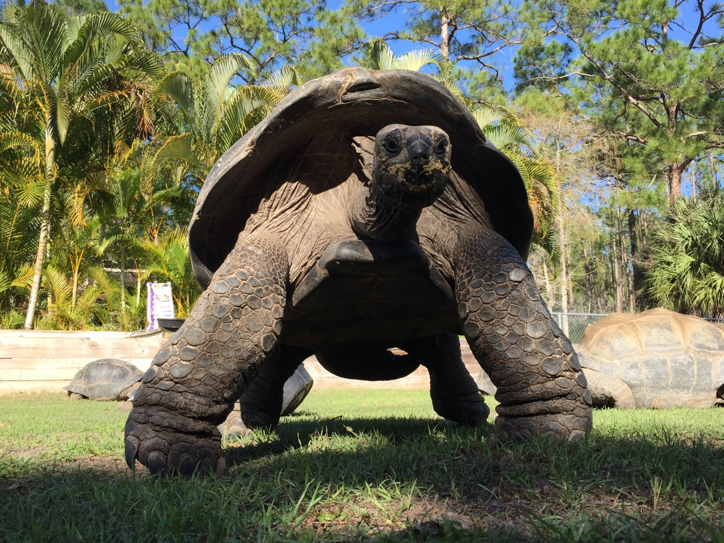 Aldabra Breeders