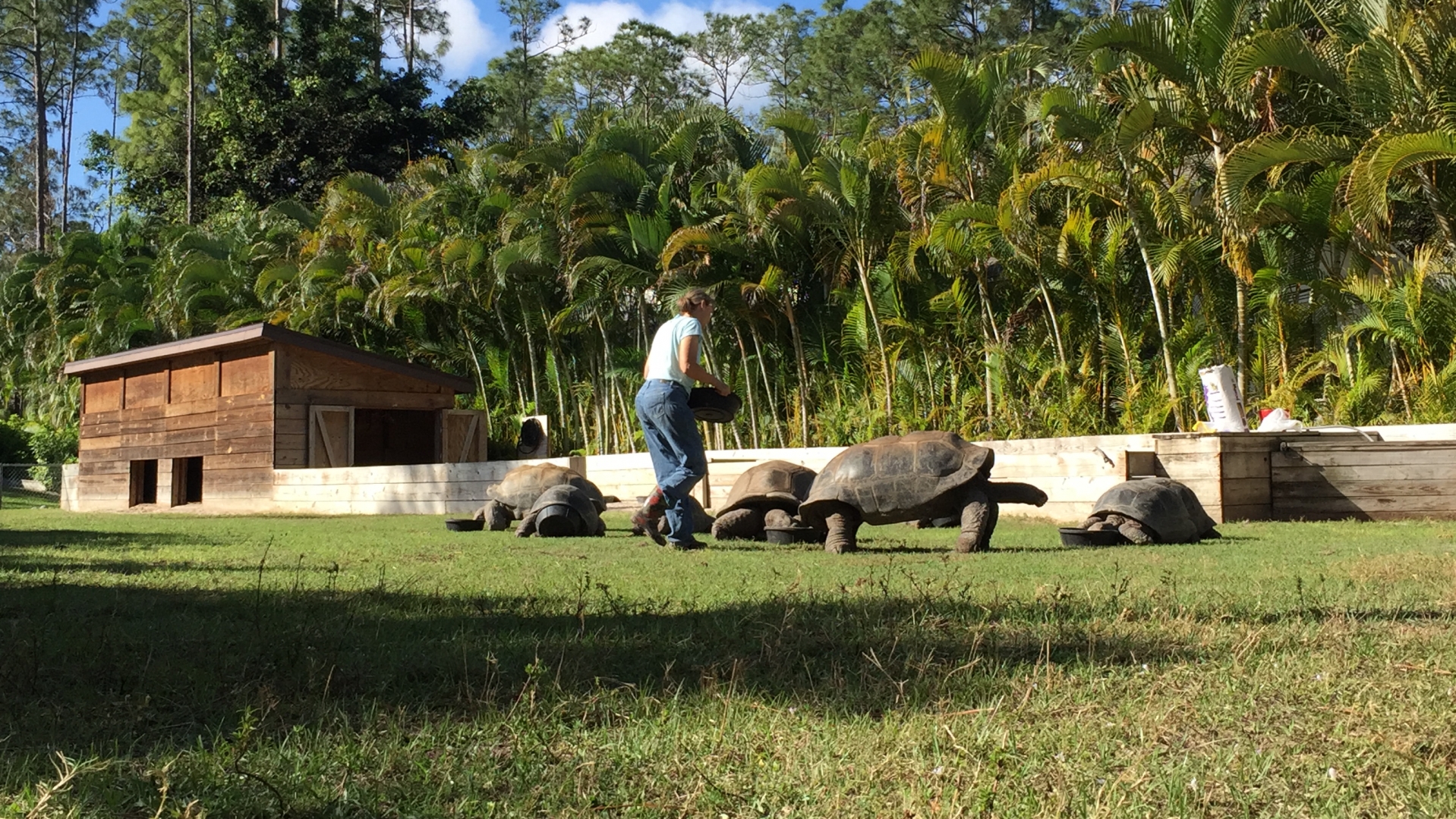 Aldabra Breeders