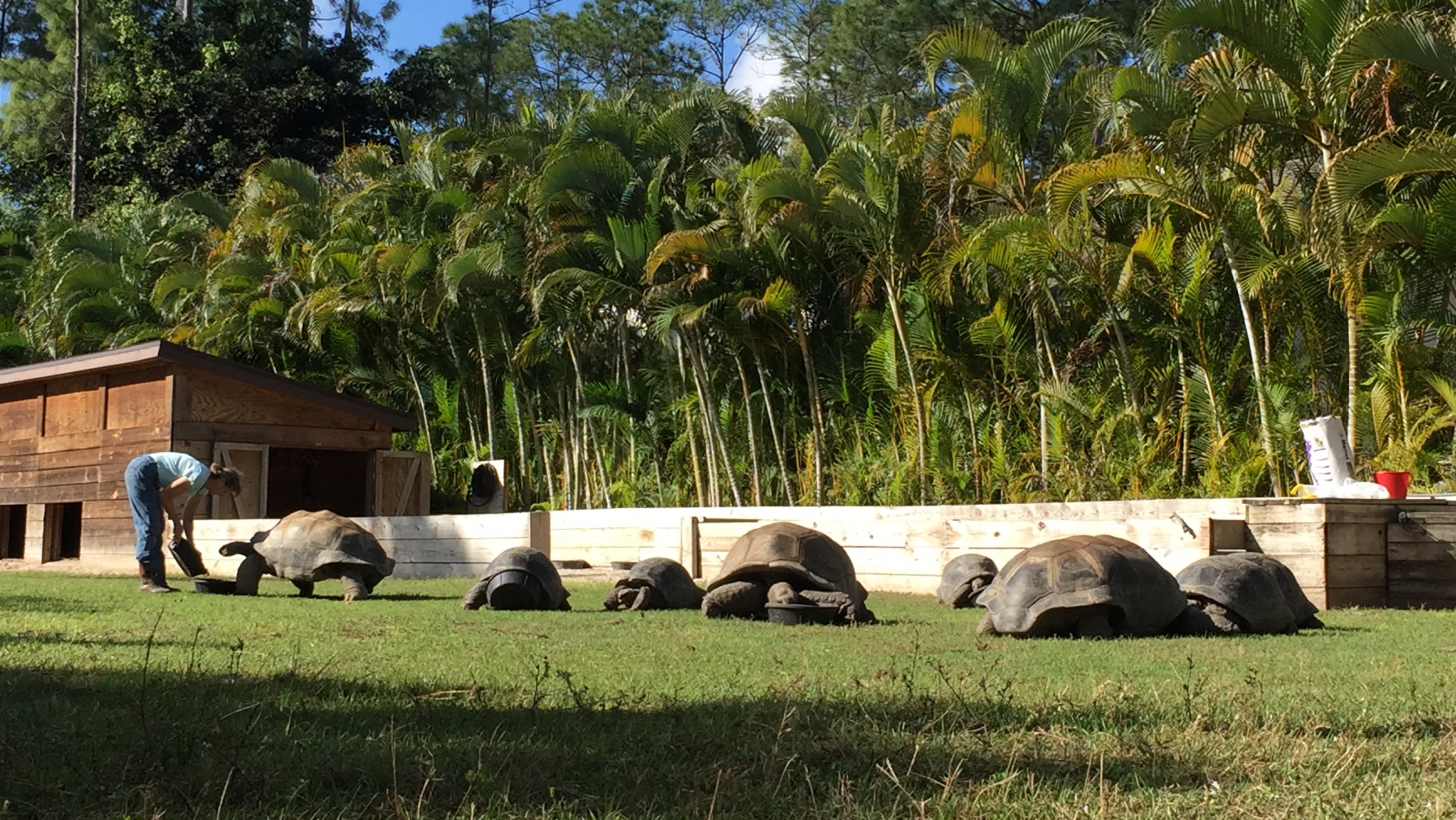 Aldabra Breeders