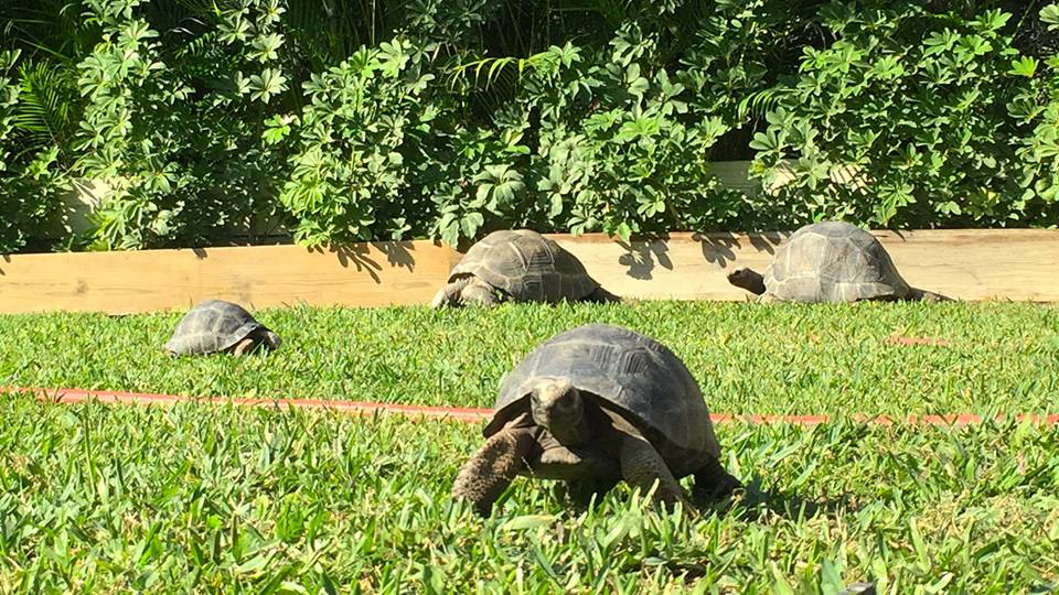 Aldabra Breeders