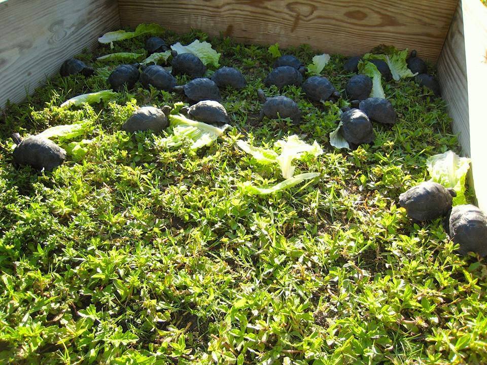 Aldabra Breeders