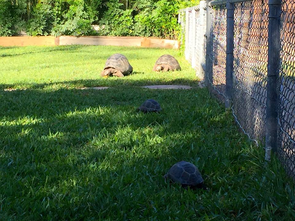 Aldabra Breeders