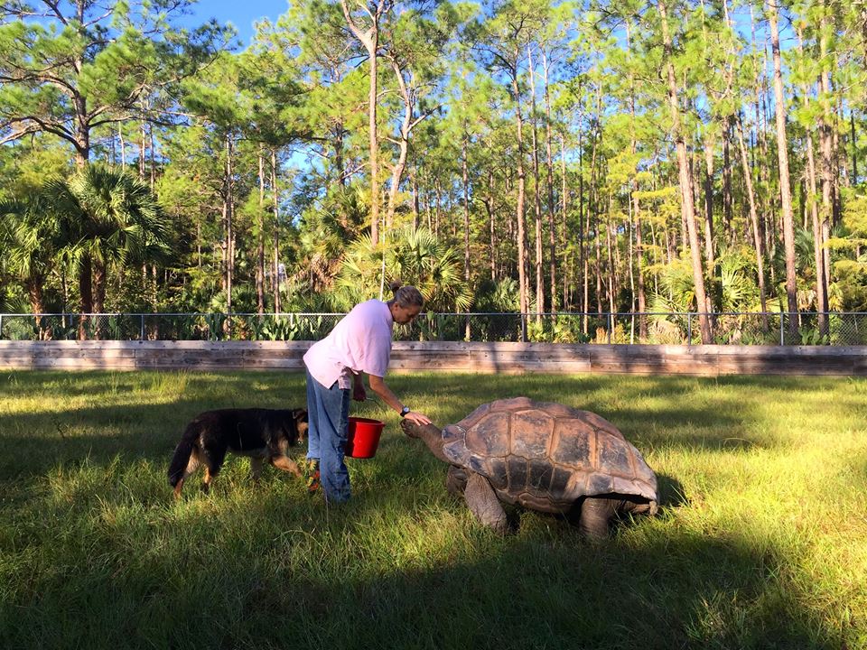 Aldabra Breeders