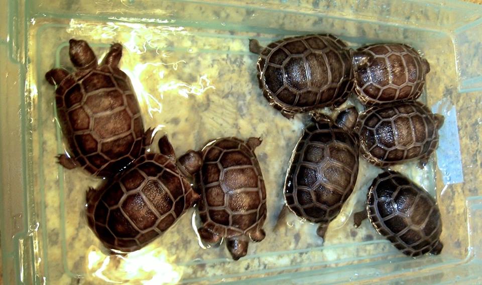Aldabra Breeders