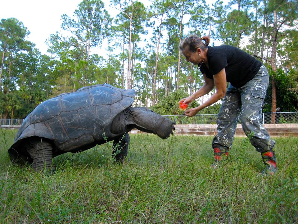 Aldabra Breeders