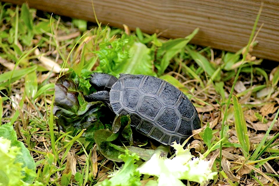 Aldabra Breeders