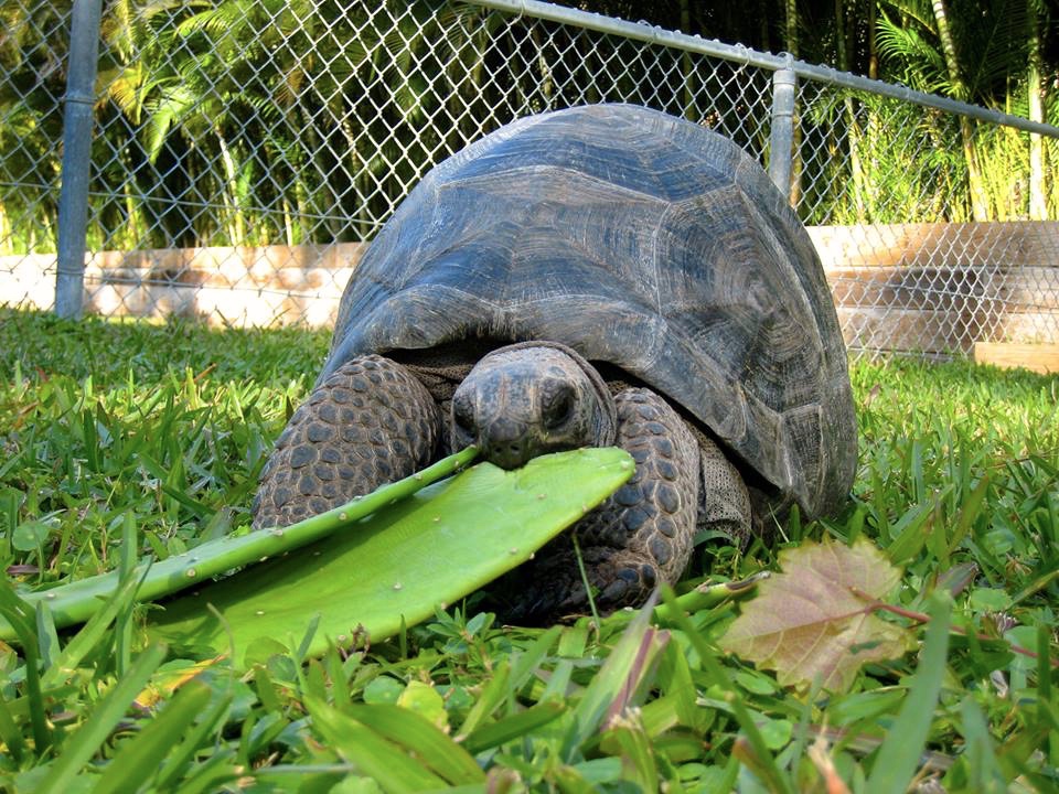 Aldabra Breeders
