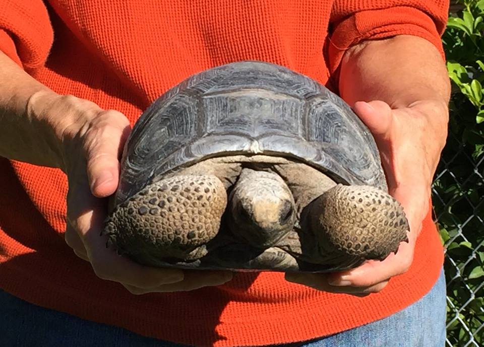 Aldabra Breeders