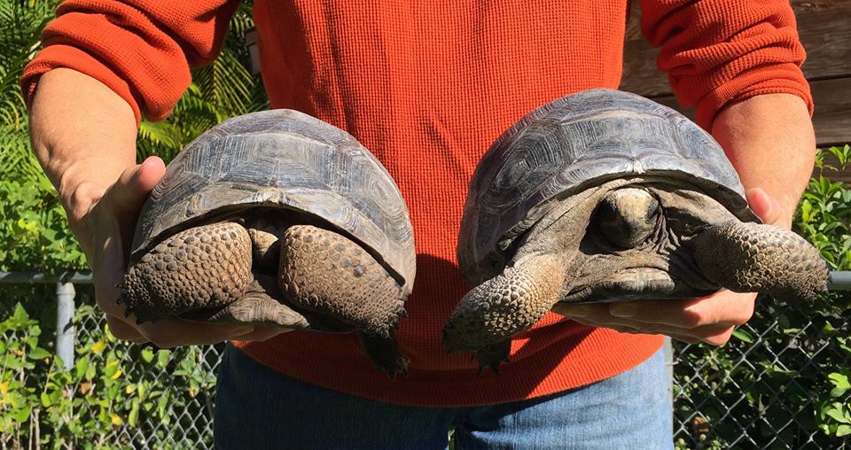Aldabra Breeders
