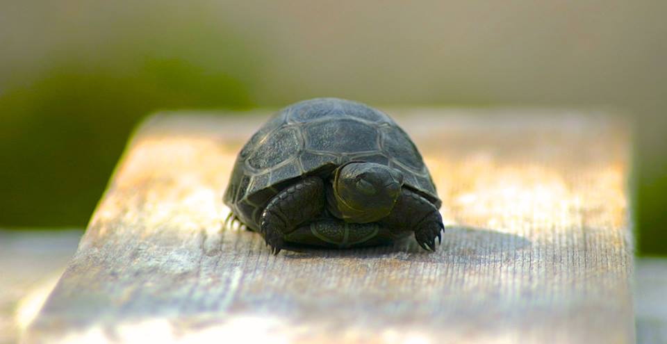 Aldabra Breeders