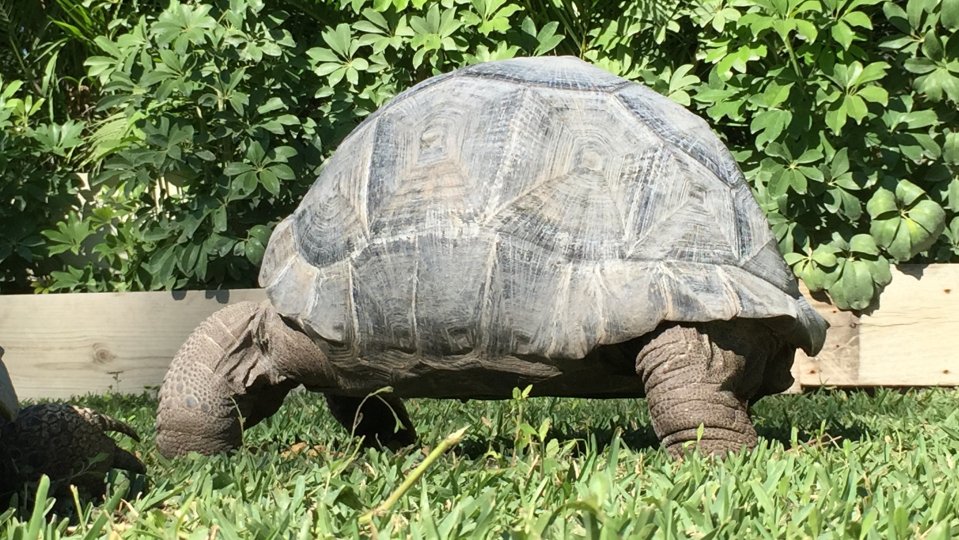 Aldabra Breeders