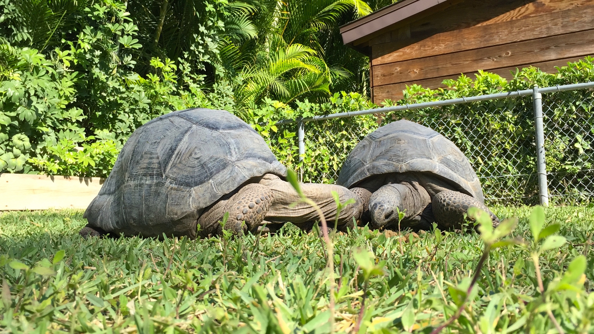 Aldabra Breeders