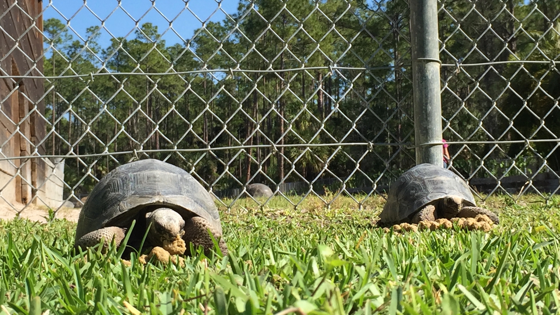 Aldabra Breeders