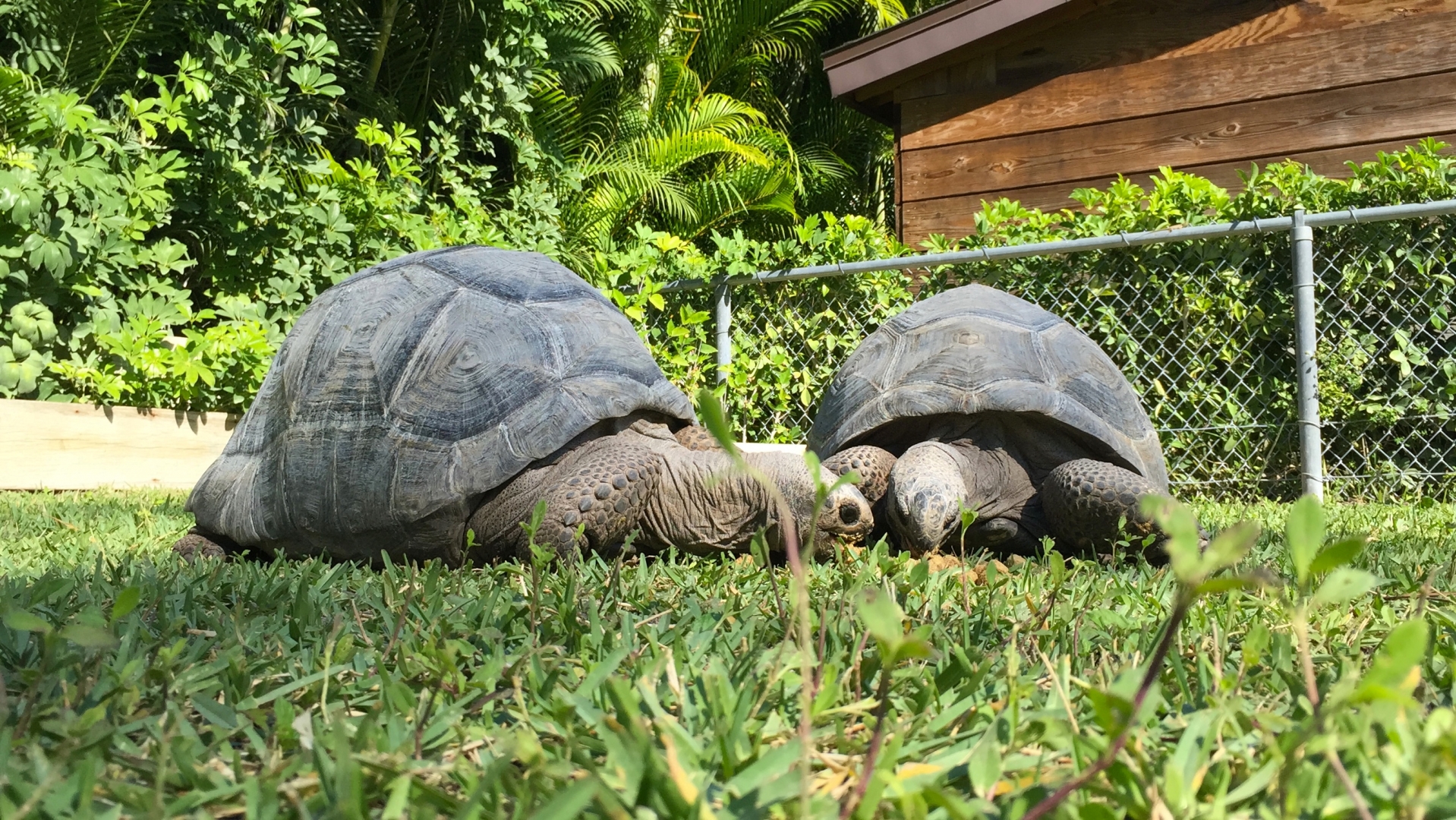 Aldabra Breeders