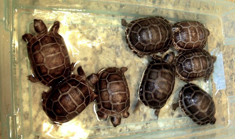 Aldabra Breeders