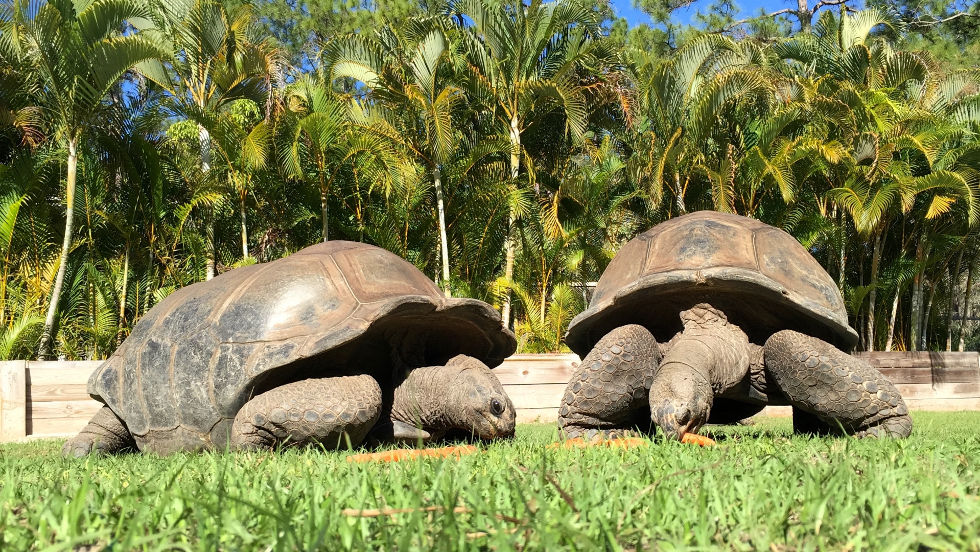 Aldabra Breeders