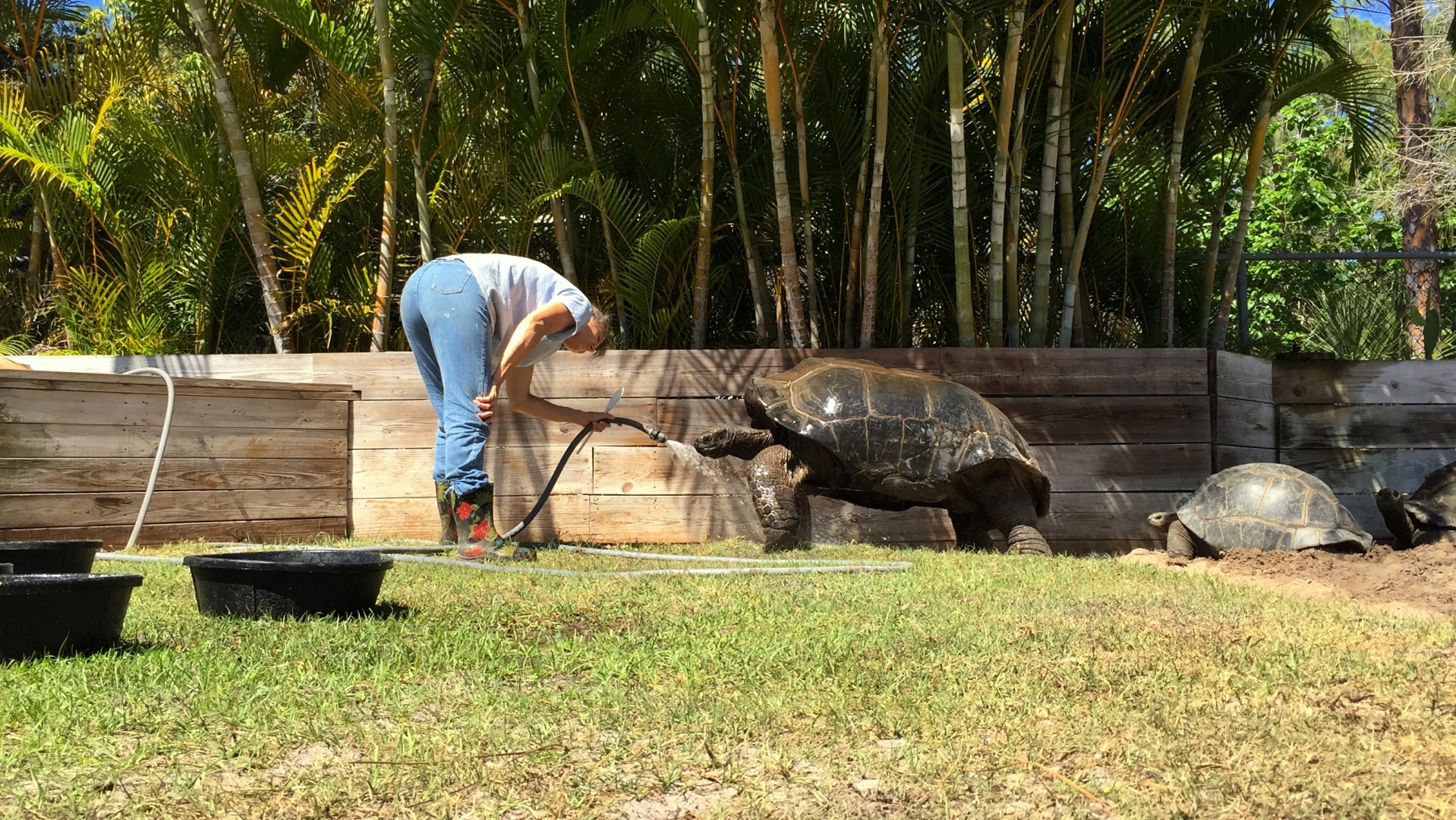 Aldabra Breeders