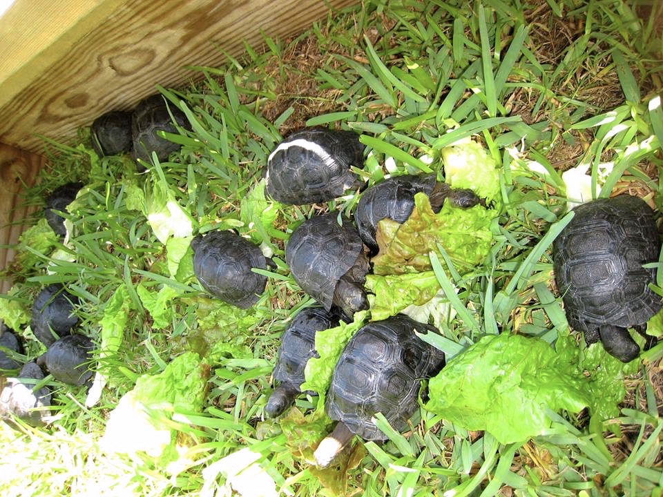 Aldabra Breeders