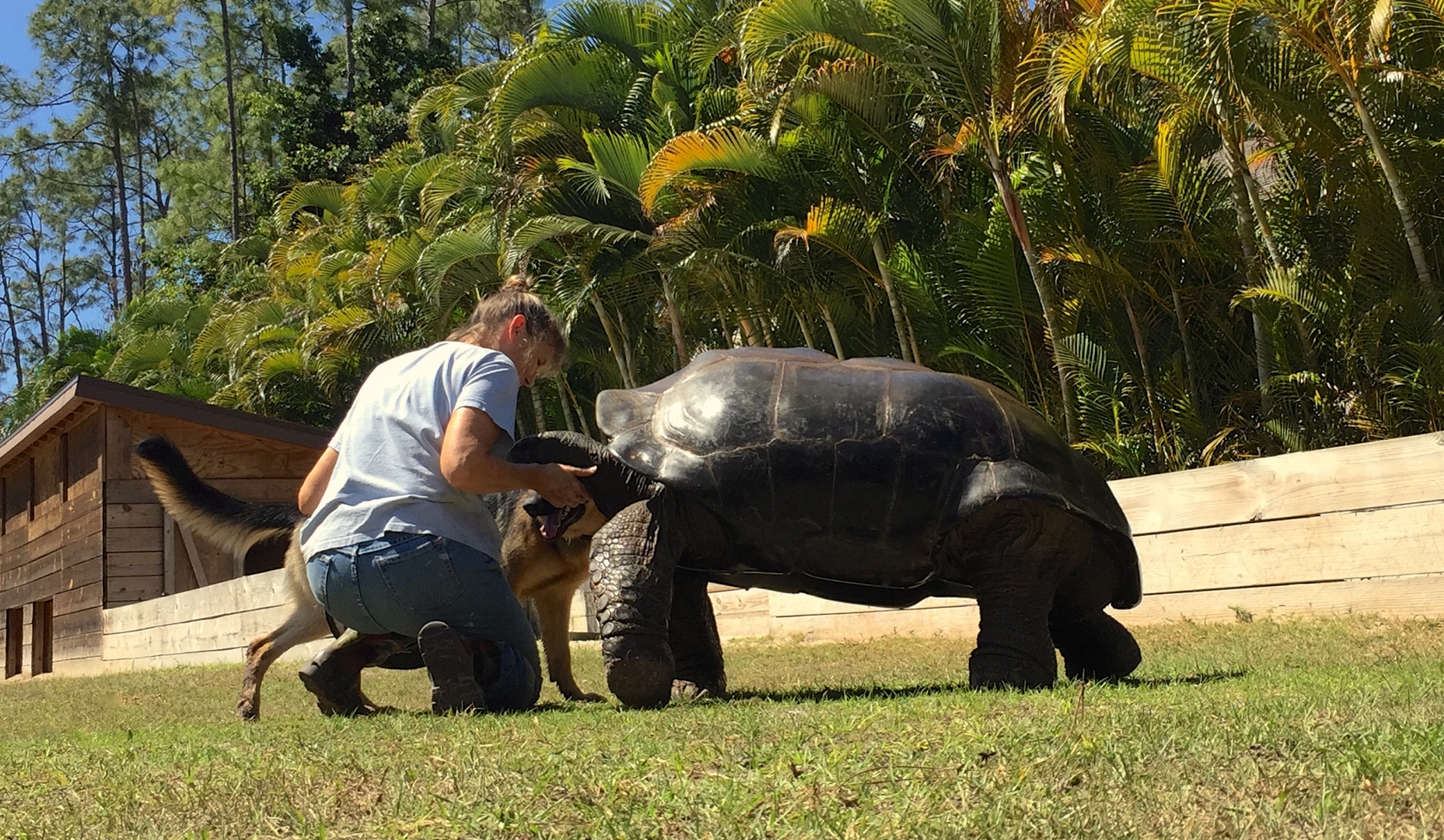 Aldabra Breeders