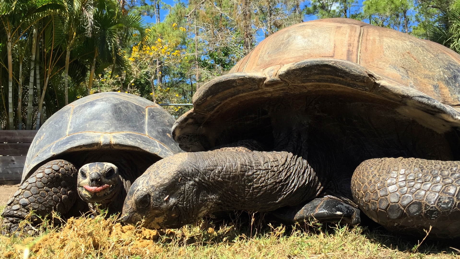Aldabra Breeders
