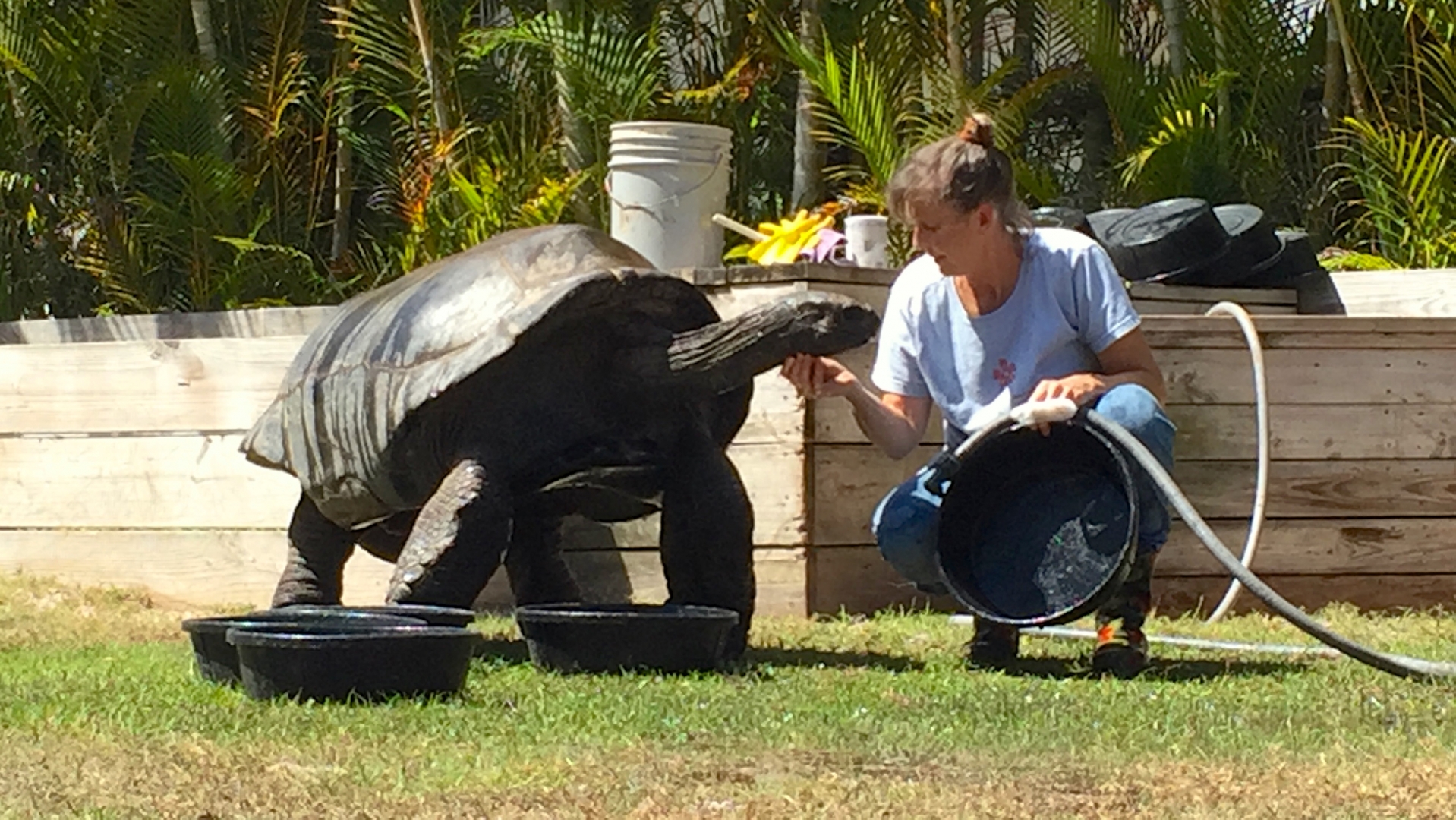 Aldabra Breeders