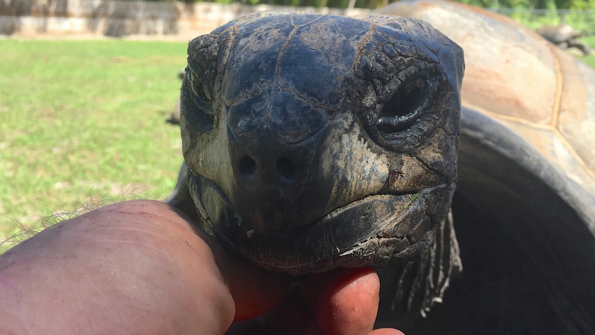 Aldabra Breeders