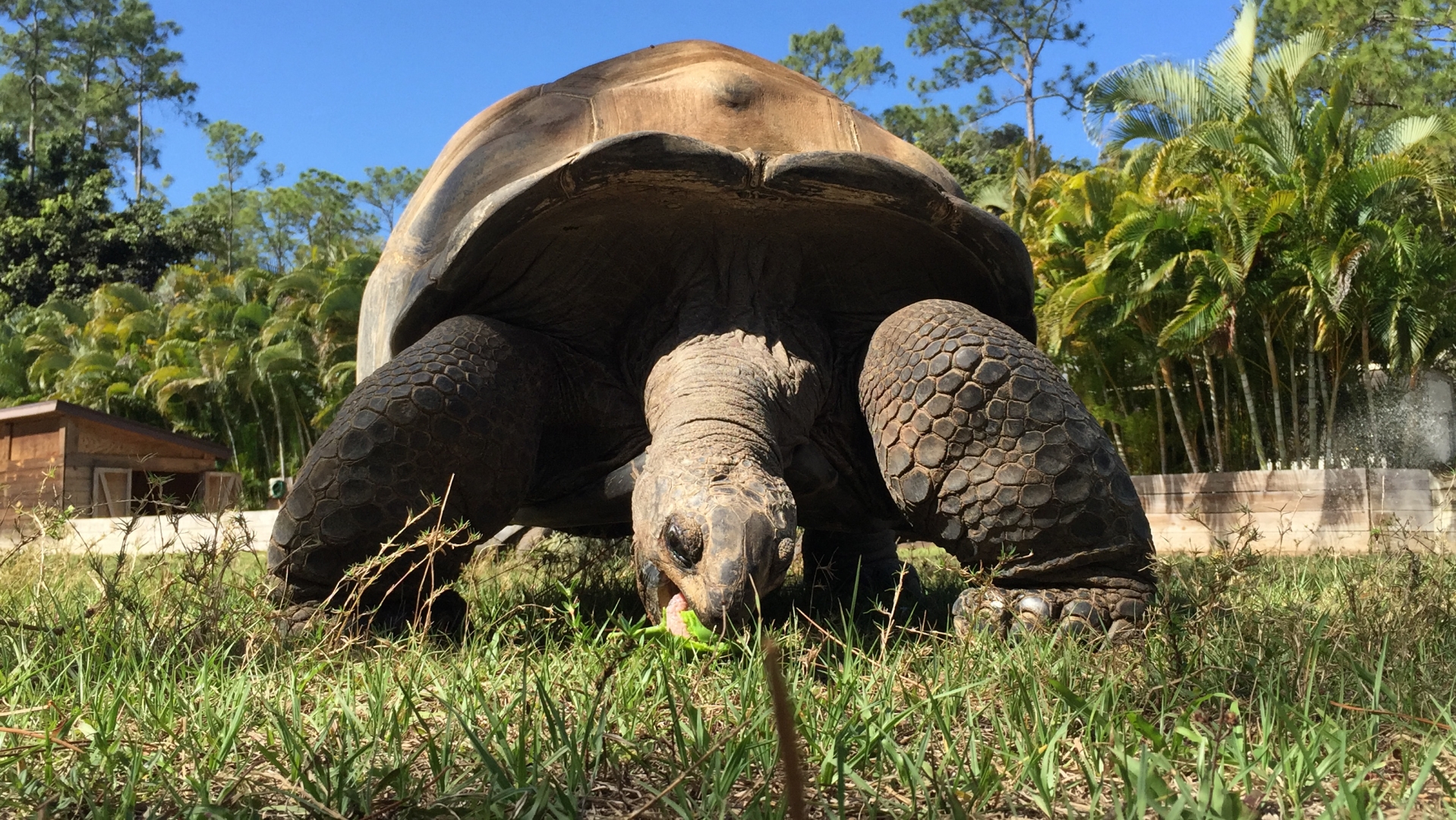 Aldabra Breeders