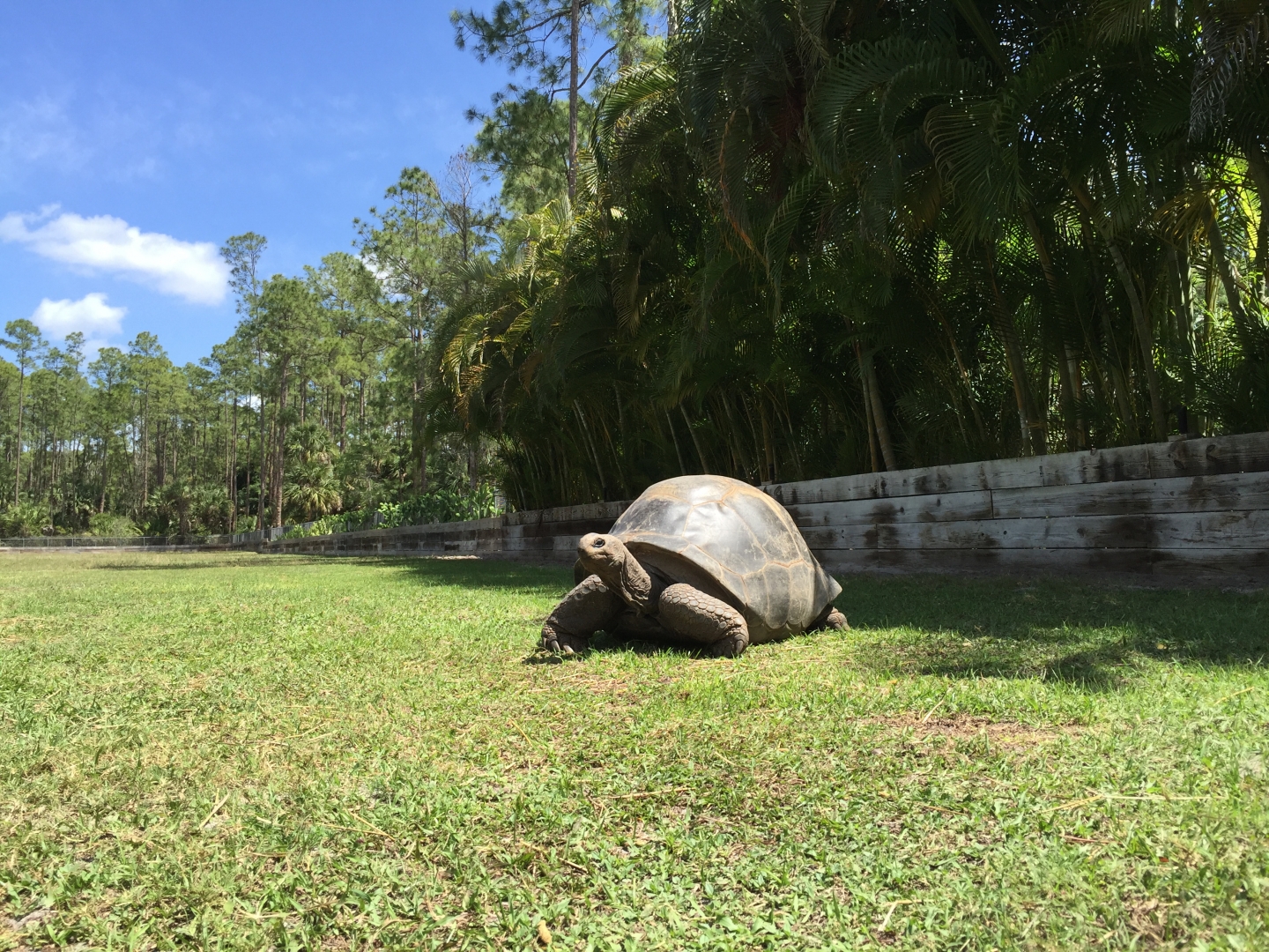 Aldabra Breeders