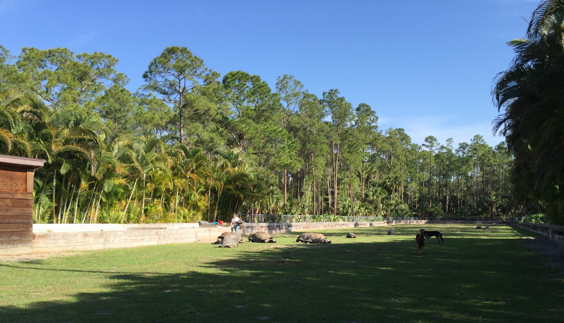 Aldabra Breeders