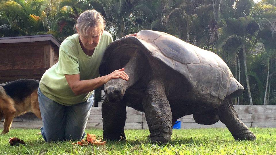 Aldabra Breeders