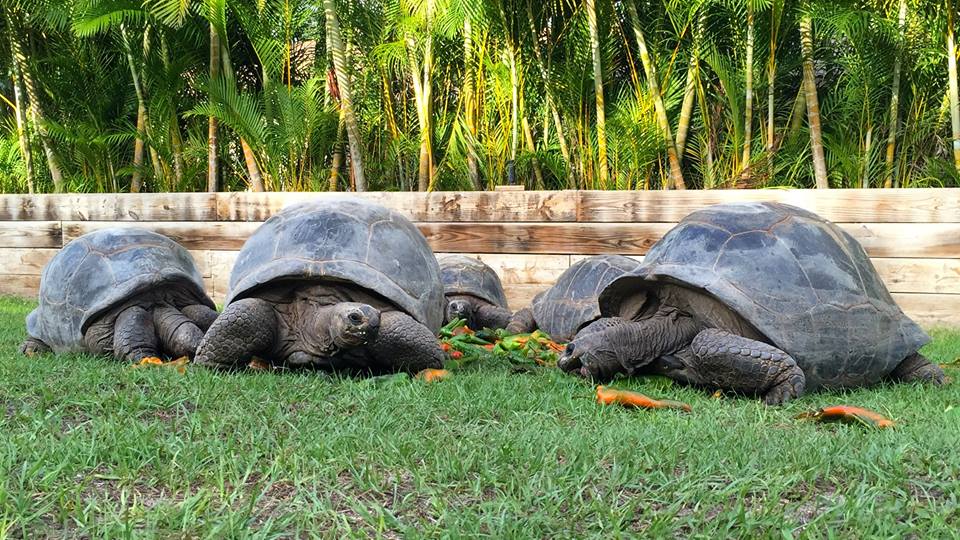 Aldabra Breeders