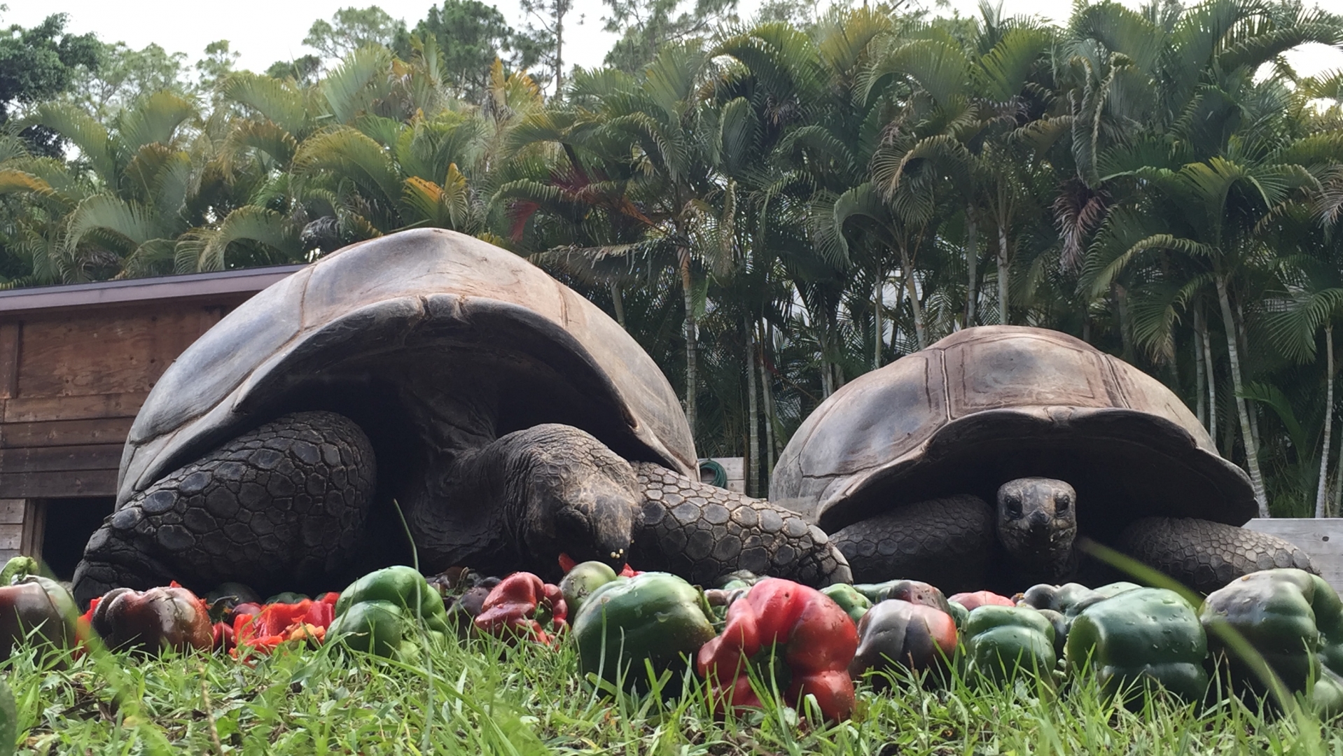 Aldabra Breeders