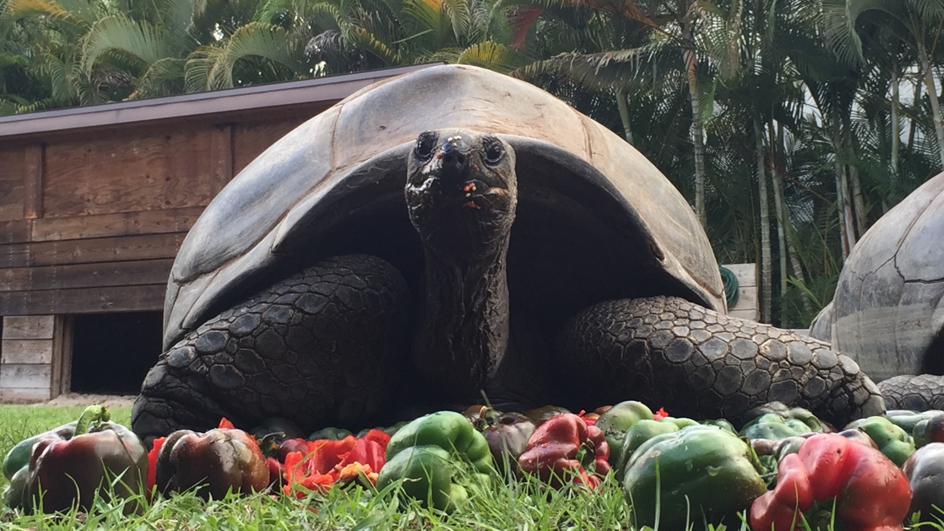 Aldabra Breeders