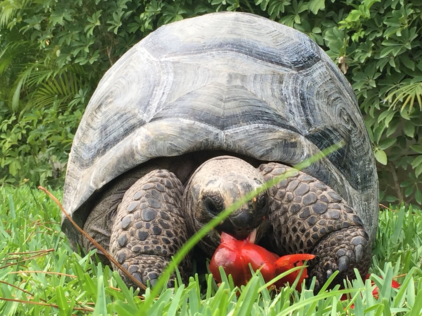 Aldabra Breeders