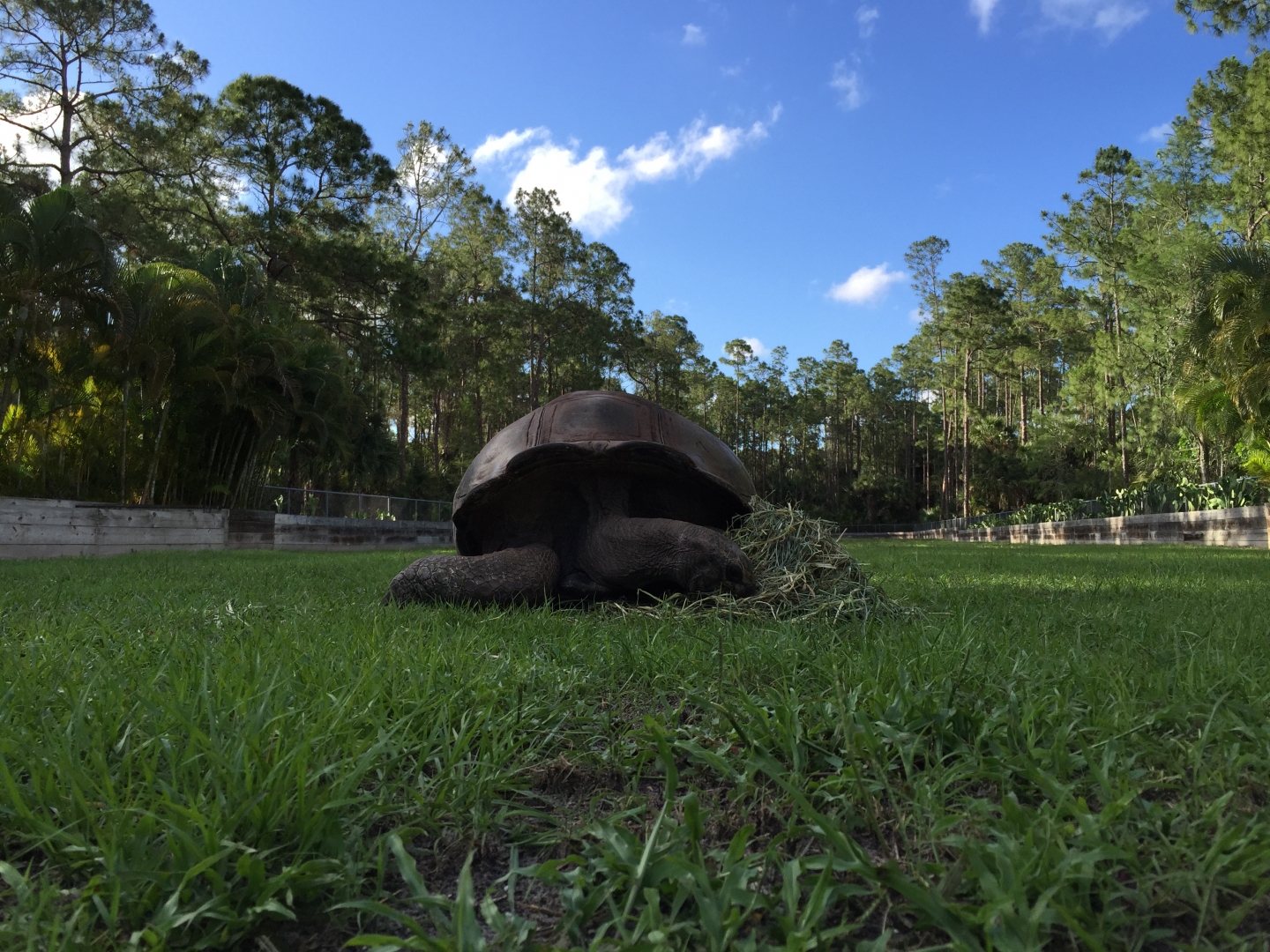 Aldabra Breeders