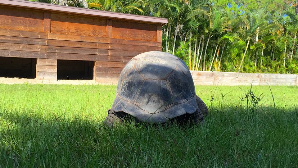 Aldabra Breeders